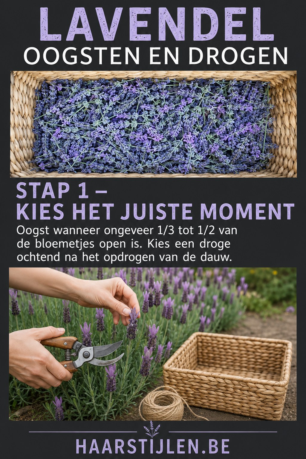 Mand met verse lavendel naast een hand die lavendel oogsten en drogen voorbereidt met een snoeischaar