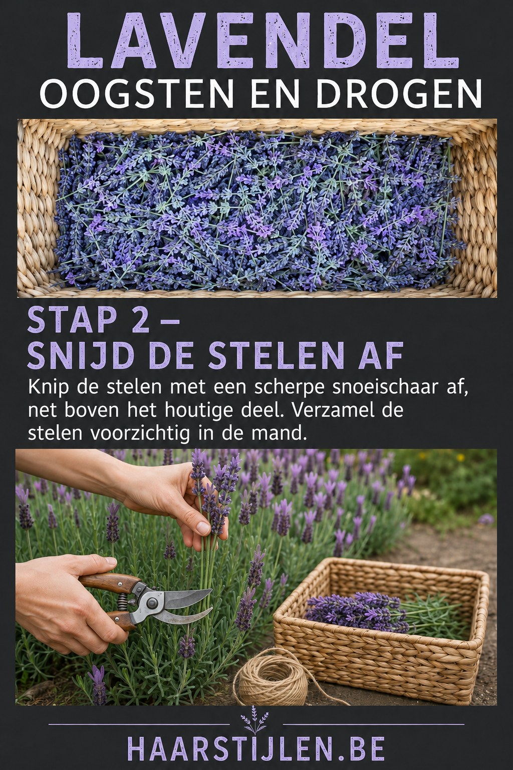 Close-up van het afknippen van lavendelstelen boven het houtige deel met een scherpe snoeischaar