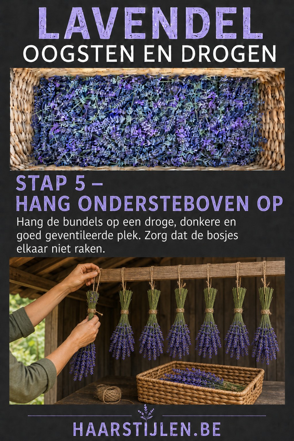 Bundels lavendel die ondersteboven hangen te drogen in een goed geventileerde schuur